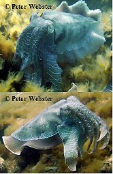 Large Cuttlefish, Whyalla, South Australia