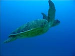 Green Turtle, Lady Elliot Island