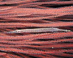 Trumpetfish on whip coral