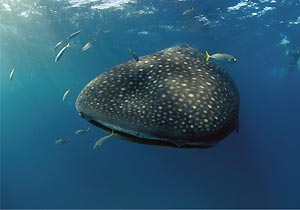 Whale sharks (Rhincodon typus) are known to travel extensively across the oceans