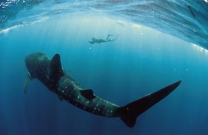 Up to 20 meters long and weighing up to 20 tonnes, the whale shark is the world's largest living fish.