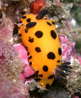 Nudibranch at Bare Island