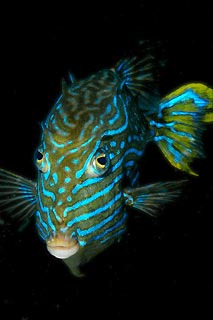 Shaw's cowfish (male)