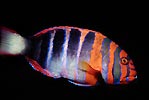 Harlequin Tuskfish