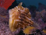 Pygmy Leatherjacket