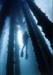 Diver at Rapid Bay Jetty