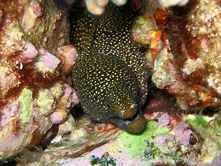 Abbott's Moray