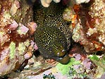 Abbott's Moray