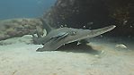 A White-spotted Guitarfish being cleaned, Exmouth, Western Australia.