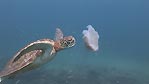 Green Turtle chasing a jellyfish