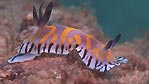 Colourful nudibranchs can be found at Lighthouse Bay, Exmouth, Western Australia.
