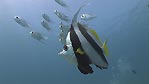 A Bannerfish and other reef fish, Exmouth, Western Australia.