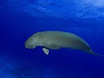 Kat, the solitary dugong at Cocos (Keeling) Islands