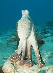 An octopus posing for the camera, Cocos (Keeling) Islands