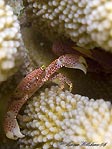 Trapezia Crab hiding in a hard coral, Cocos (Keeling) Islands