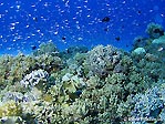 Glassfish Bombie, Cocos (Keeling) Islands
