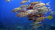 Black-spot Goatfish at Julian Rocks, Byron Bay, Australia