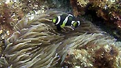 An anemonefish at Julian Rocks, Byron Bay, are around all year and lay eggs at the beginning of summer.