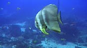 The Tall-fin Batfish are great to look at while doing you safety stop. Julian Rocks, Byron Bay, Australia.
