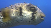 A Porcupinefish. Julian Rocks, Byron Bay, Australia.