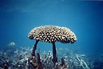 A coral head, Coral Bay, Western Australia