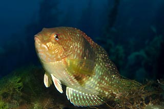 Senator Wrasse