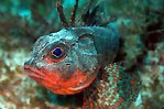 Gurnard perch