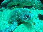 Green Turtle at SWR