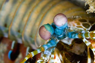 Mantis Shrimp