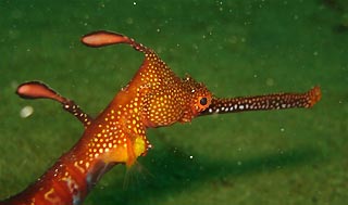 Weedy Seadragon - close-up