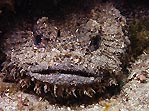Eastern Frogfish
