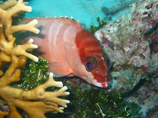 Curious Cod