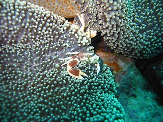 Anemone Crab