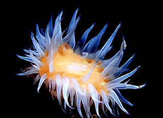 Anemone