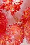 Goby on Soft Coral