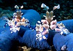 Harlequin Shrimp