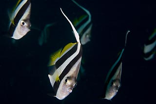 Bannerfish