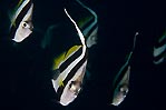 Bannerfish