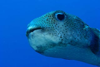 Porcupinefish