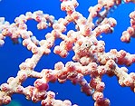 Pygmy Seahorse