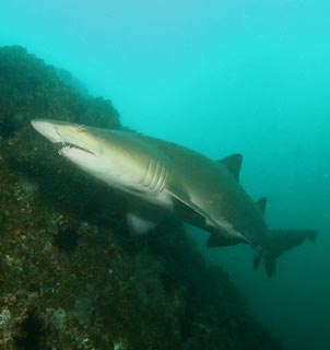 Grey Nurse Shark