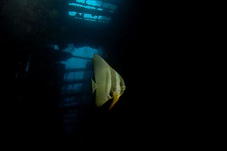 Navigating Batfish