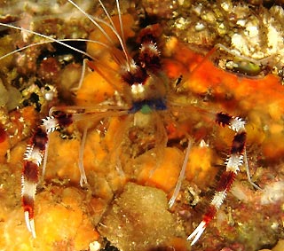 Banded Coral Shrimp