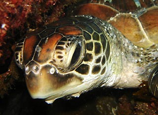 Green Turtle