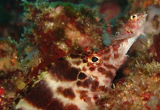 Hawkfish eating...