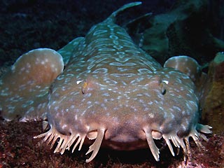 Wobbegong