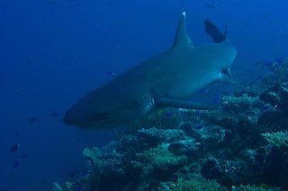 White Tip Reef Shark