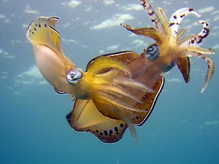 Squid on display