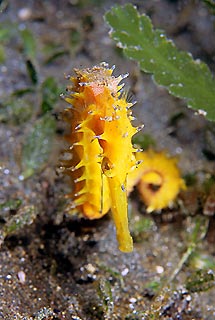 Yellow Seahorse