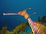 Weedy Seadragon